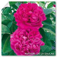Roseira 'Rose de Rescht'